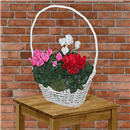 https://bonovo.isisflor.com/fileuploads/Produtos/Plantas Naturais/thumb__Isisflor_Cesto_Cyclamen_01.png